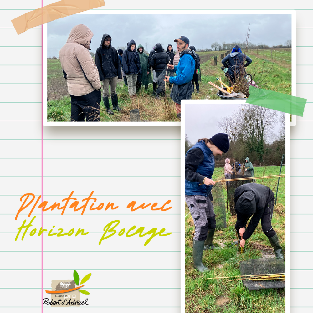 Plantation 1ère CVA Horizon Bocage