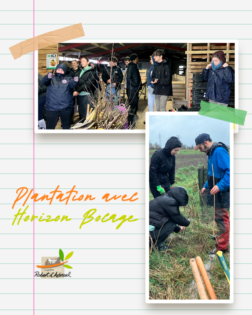 plantation 1ere CVA horizon bocage